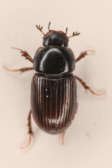 Aphodiinae
