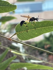 Sceliphron madraspatanum