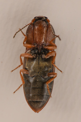 Hypnoidus bicolor