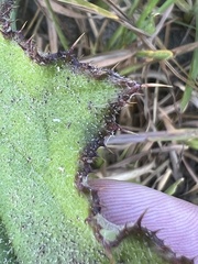 Cirsium horridulum