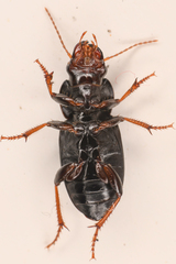 Harpalus