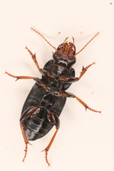 Harpalus