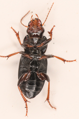Harpalus