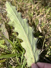 Cirsium horridulum