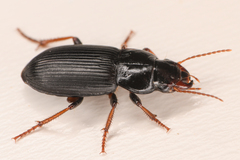 Harpalus