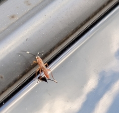 Mesostenus thoracicus