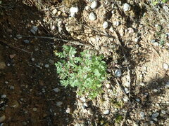 Peucedanum oreoselinum