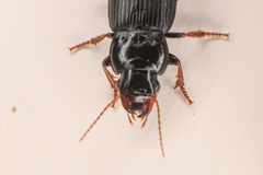 Harpalus