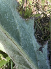 Cirsium horridulum