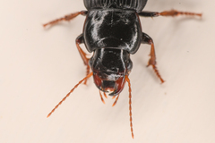 Harpalus