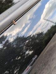 Mesostenus thoracicus