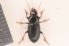 Harpalus