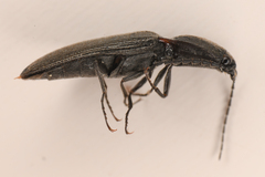 Acteniceromorphus umbricolus