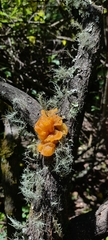 Tremella