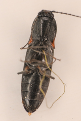Acteniceromorphus umbricolus