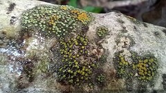 Athallia pyracea
