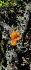 Tremella