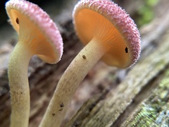 Tricholomopsis