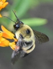 Bombus griseocollis