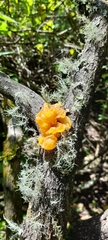 Tremella
