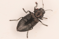 Phaenops