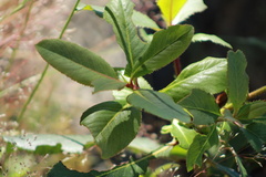 Arbutus menziesii