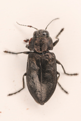 Phaenops