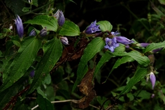 Gentiana asclepiadea