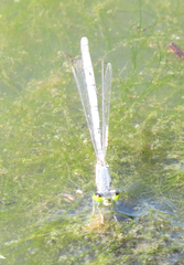 Ischnura perparva