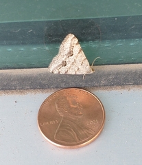 Frederickia s-signata