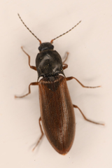 Acteniceromorphus sagiticollis