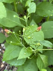 Scrophularia marilandica