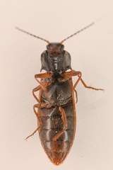 Acteniceromorphus sagiticollis