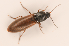 Acteniceromorphus sagiticollis