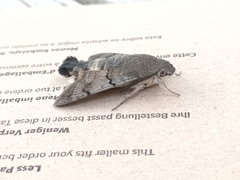 Macroglossum stellatarum