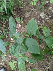 Achyranthes japonica