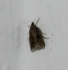 Endothenia quadrimaculana