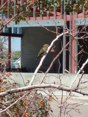 Selasphorus