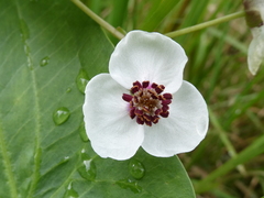 Sagittaria sagittifolia