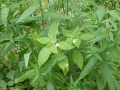 Impatiens parviflora