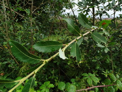 Salix atrocinerea