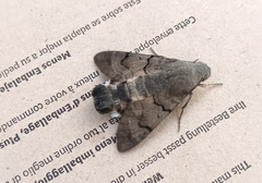 Macroglossum stellatarum