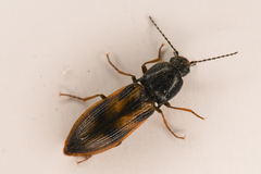 Liotrichus umbripennis