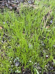 Eleocharis acicularis