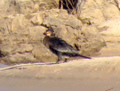 Microcarbo africanus africanus