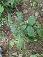 Achyranthes japonica