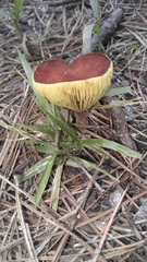 Phylloporus