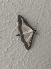 Cydalima perspectalis