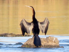 Anhinga rufa rufa