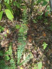 Asplenium platyneuron
